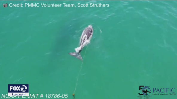 Marine experts searching for entangled baby whale spotted on drone video