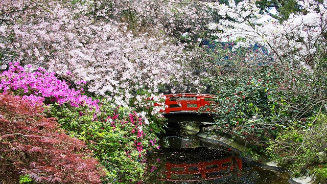 This week is the best time to see cherry blossoms at Descanso Gardens