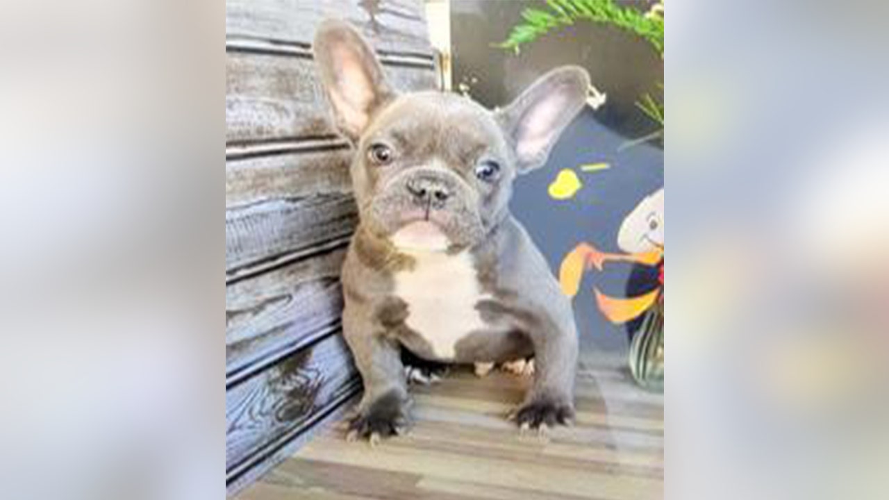 French Bulldog Puppy Snatched At Gunpoint In Culver City Recovered Suspect In Custody