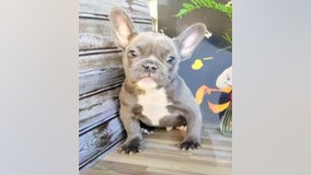 French bulldog puppy snatched at gunpoint in Culver City recovered, suspect in custody