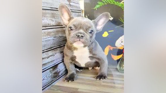 French bulldog puppy snatched at gunpoint in Culver City recovered, suspect in custody