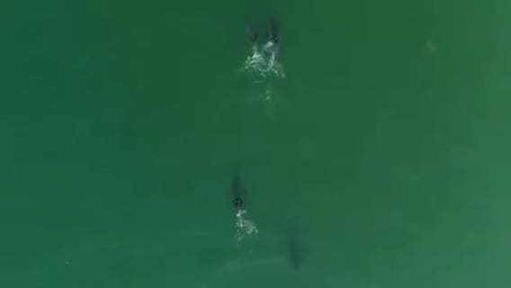 Drone footage of white sharks suggests we may see more off California Coast
