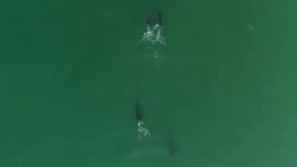 Drone footage of white sharks suggests we may see more off California Coast