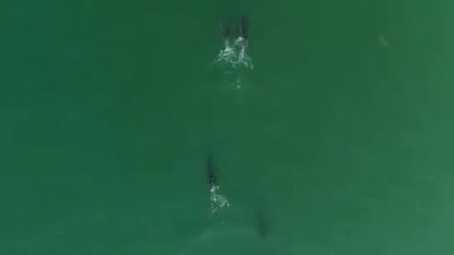 Drone footage of white sharks suggests we may see more off California Coast