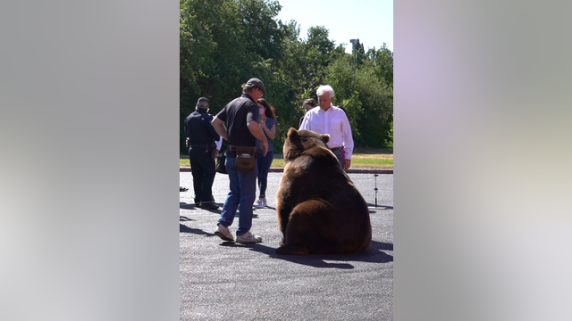Republican John Cox brings live bear on recall campaign trail as Newsom picks up new endorsements