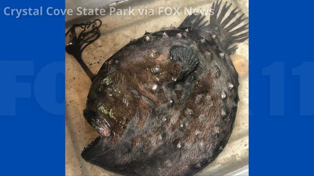 Rare fish that lives thousands of feet under the ocean washes ashore in California state park