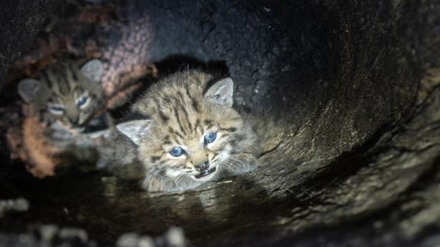 Unusual bobcat tree den found in California fire burn zone