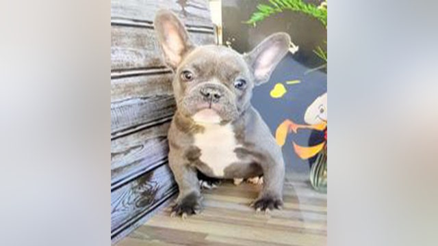 French bulldog puppy stolen at gunpoint in Culver City
