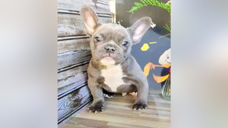 French bulldog puppy snatched at gunpoint in Culver City recovered ...