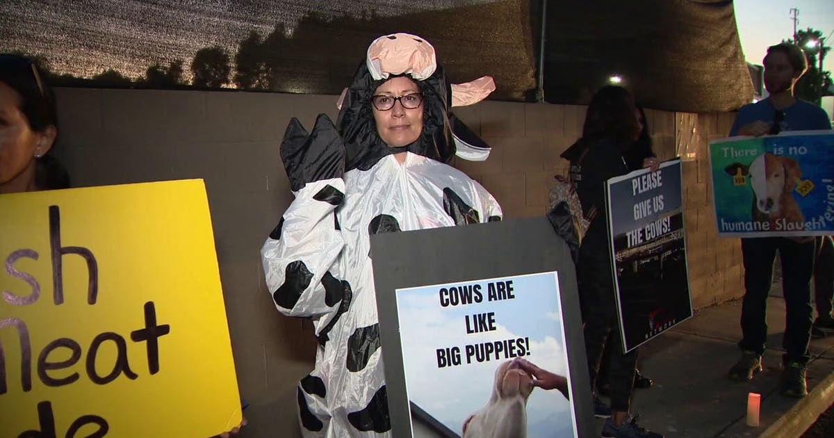 Cows Rights PHOTOS: Animal rights activists hold vigil for cows returned to ...