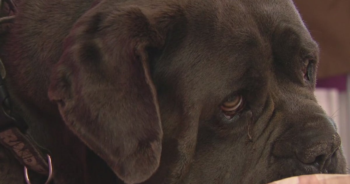 Dog shot twice by a LA County deputy during search warrant at neighbor ...