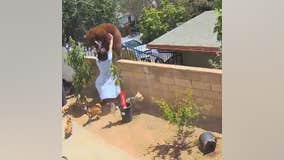 VIDEO: Teenager fends off bear to save her dogs in California