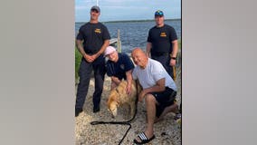 Golden retriever missing for 2 weeks found swimming in bay by NJSP, reunited with owners