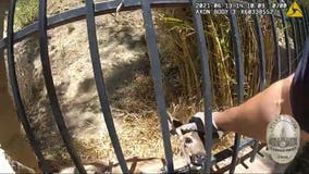 VIDEO: Glendale police officer rescues baby deer stuck in wrought iron fence