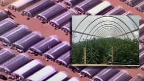 Authorities seize millions of dollars worth of marijuana from 500 illegal grows in Antelope Valley area