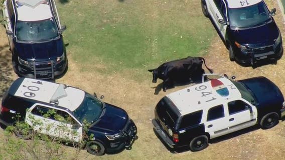 Cow safely captured after being spotted at La Puente park