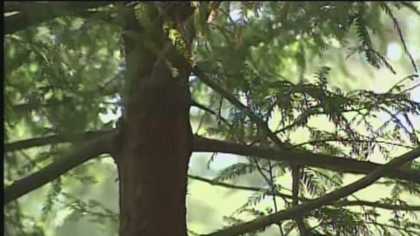 Study: California wildfire killed 10% of world’s giant sequoias