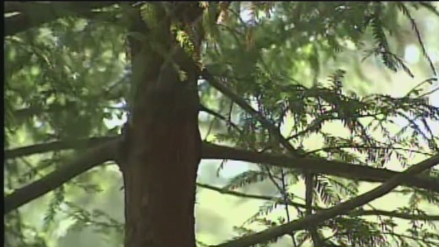 Study: California wildfire killed 10% of world’s giant sequoias