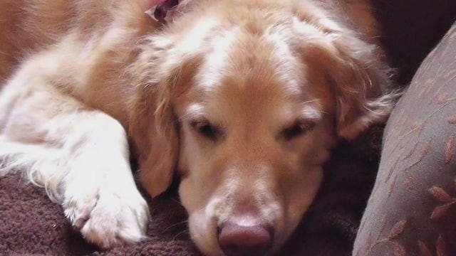 'Race for the Rescues' returned to the Rose Bowl Saturday