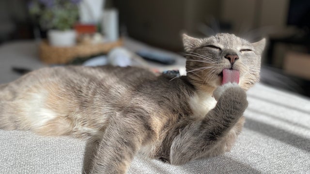 Kittens at Long Beach animal shelter test positive for feline distemper