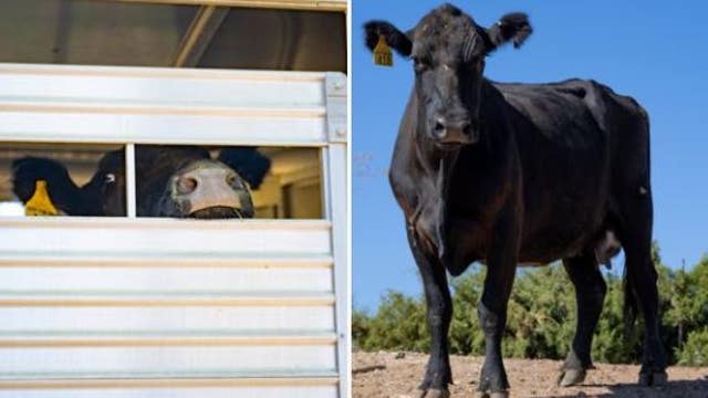 Cow who escaped Pico Rivera slaughterhouse arrives at sanctuary