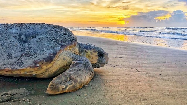 Police: Teens poured alcohol on nesting sea turtle on Alabama beach