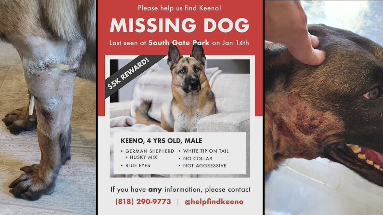 Police investigating after owners accuse dog trainer of abuse