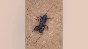 Acid-shooting 'spider-scorpion' found in Texas park creeps out social media