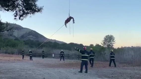 VIDEO: Orange County firefighters rescue horse wedged between pieces of concrete, exposed rebar