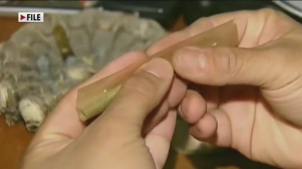 Senate Democrats propose end to federal marijuana ban