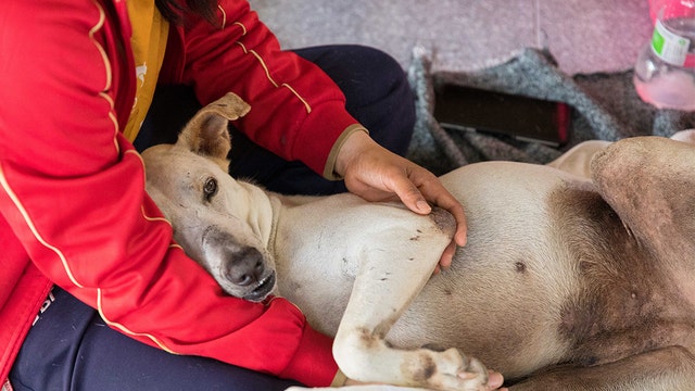 Officials warn of distemper outbreak in Southern California dogs, raccoons