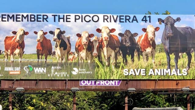 'Remember the Pico Rivera 41': New billboard honors escaped cows