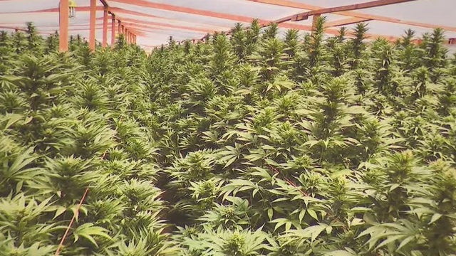 Marijuana bust: 16 tons of illegal marijuana, valued at $1.2B, seized in Antelope Valley