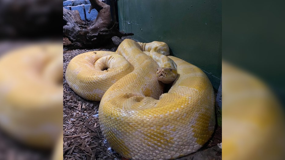 Family Shocked To Find Huge Python Inside Their Toilet