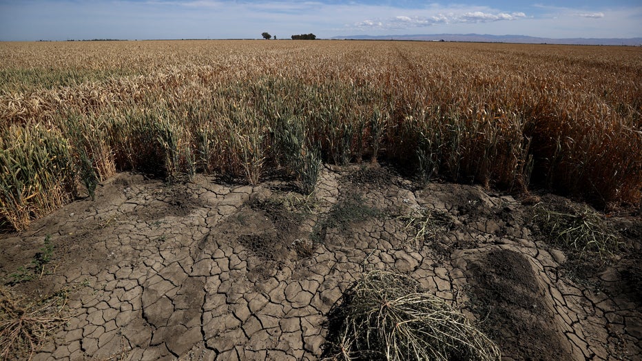 California's Central Valley Struggles With Worsening Drought