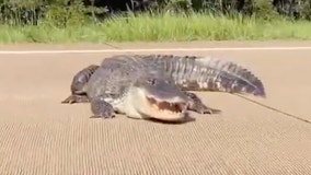 Louisiana family tries to coax 12-foot alligator off of busy highway