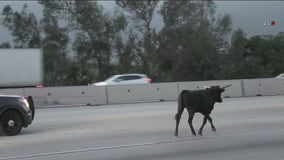 Bull wanders onto 15 freeway in Rancho Cucamonga