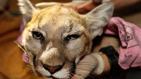 Mountain lion killed after it attacked 5-year-old boy in Calabasas