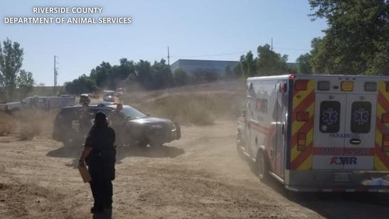 Four people sent to hospital after family dog attacks owner, friends