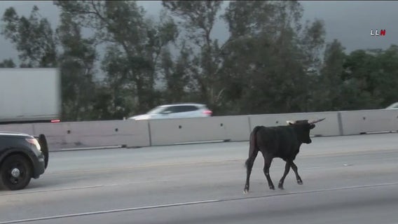 Bull wanders onto 15 freeway in Rancho Cucamonga
