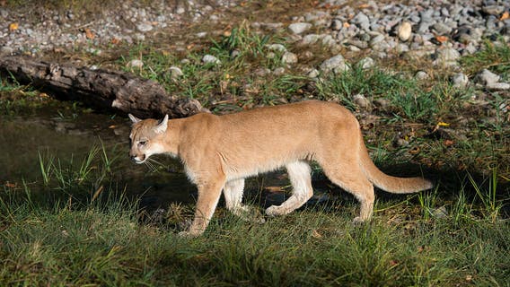 California mom saves son, 5, from mountain lion attack using her 'bare hands'