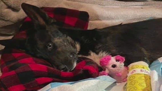 Pet owners forced to wait days, even weeks, for vet care