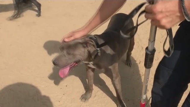 Dozens of dogs rescued from a squatter camp in Riverside County