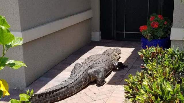Massive alligator shows up at front door of Florida home, tries to meet neighbor's dog