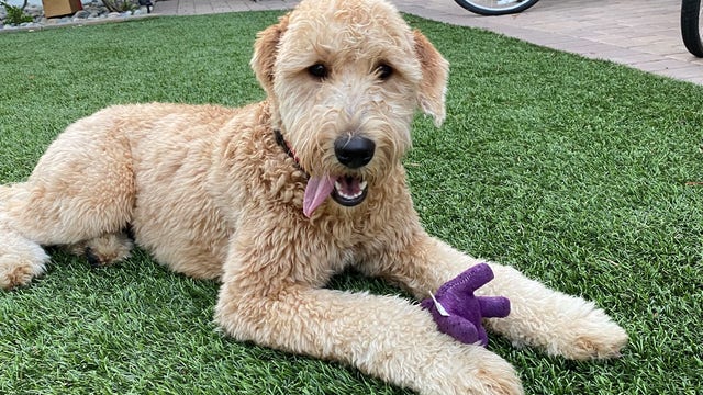 Leptospirosis, rare dog disease on the rise in LA County