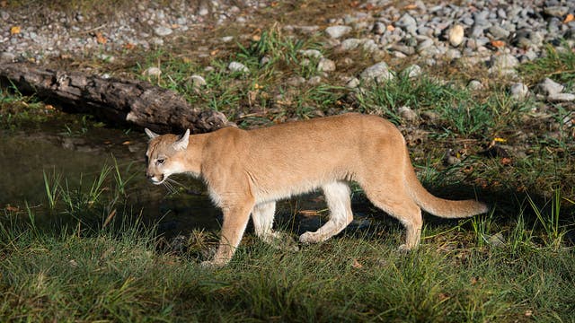 California mom saves son, 5, from mountain lion attack using her 'bare hands'