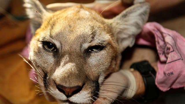 Mountain lion killed after it attacked 5-year-old boy in Calabasas