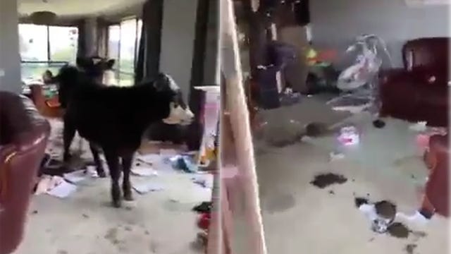 Woman finds home trashed by pair of cows who broke in