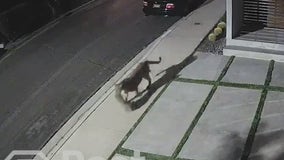 Video: Mountain lion spotted in Studio City