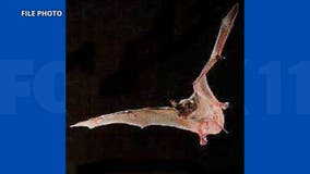 Bat in Orange County tests postitive for rabies